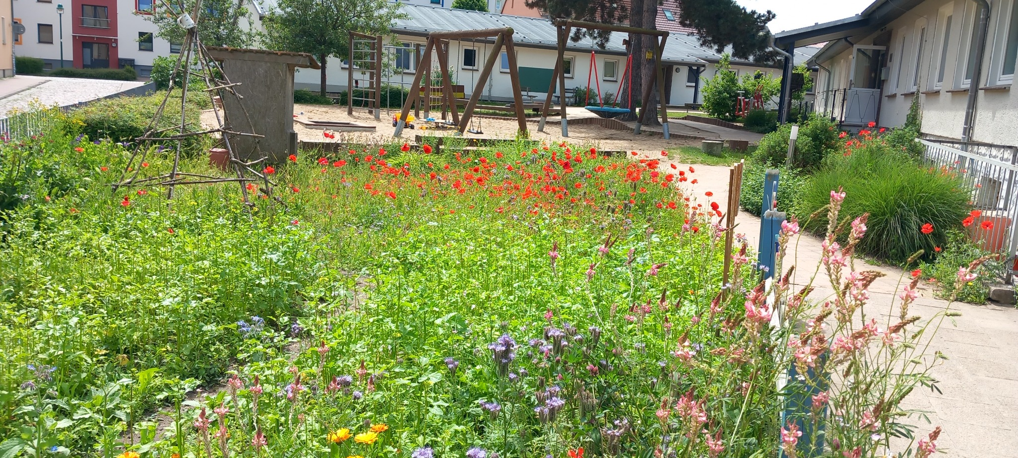 Wildblumenwiese im Schulgarten